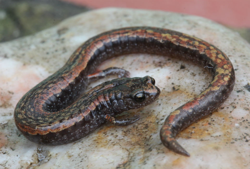 California Slender Salamander